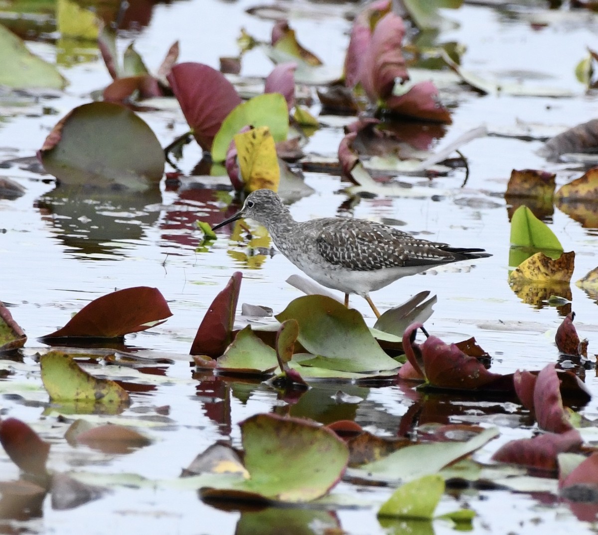Lesser Yellowlegs - ML643494999