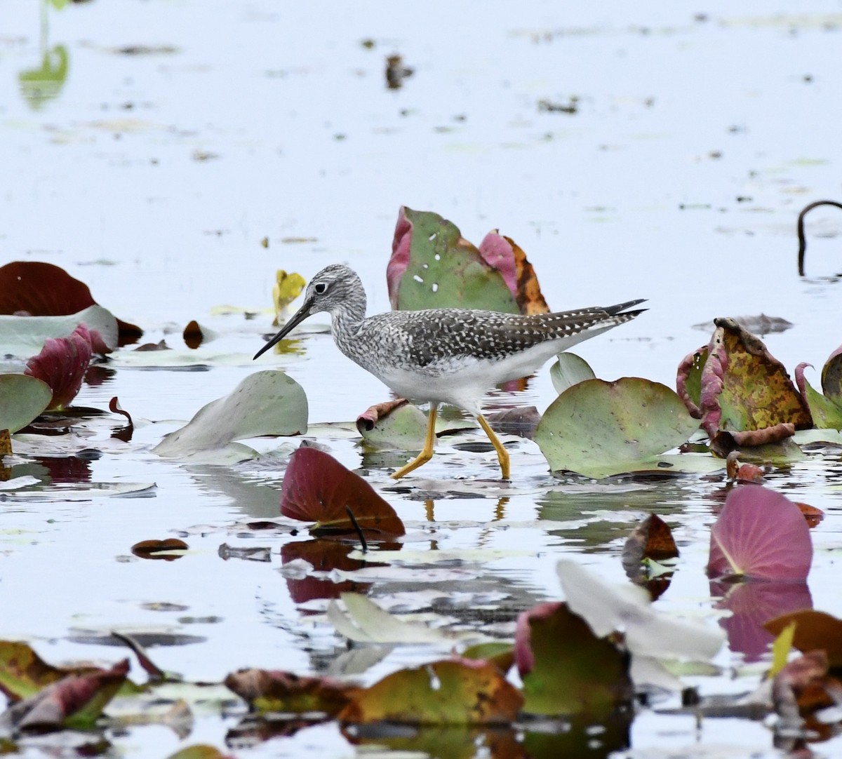 Greater Yellowlegs - ML643495004