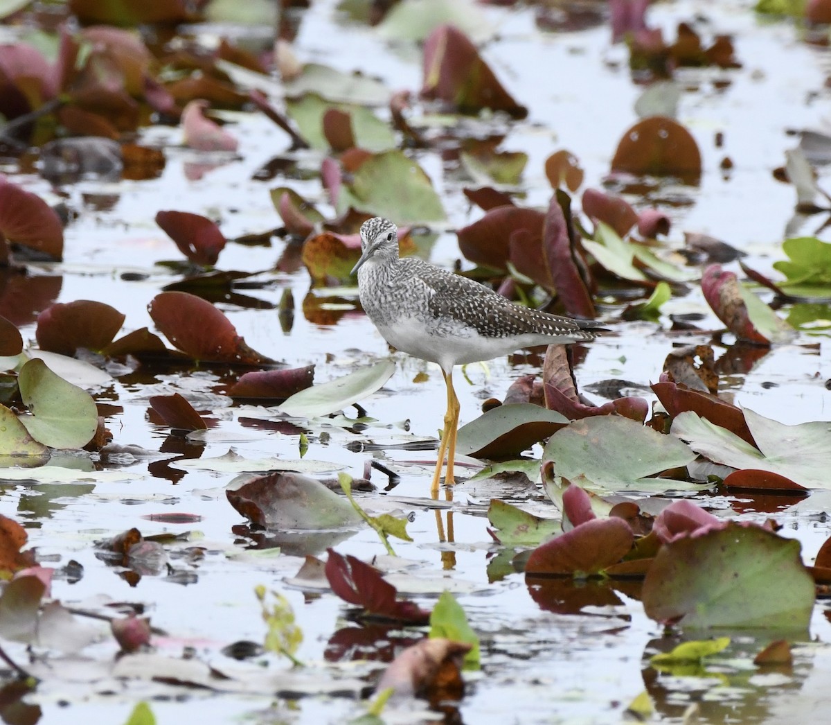 Greater Yellowlegs - ML643495006