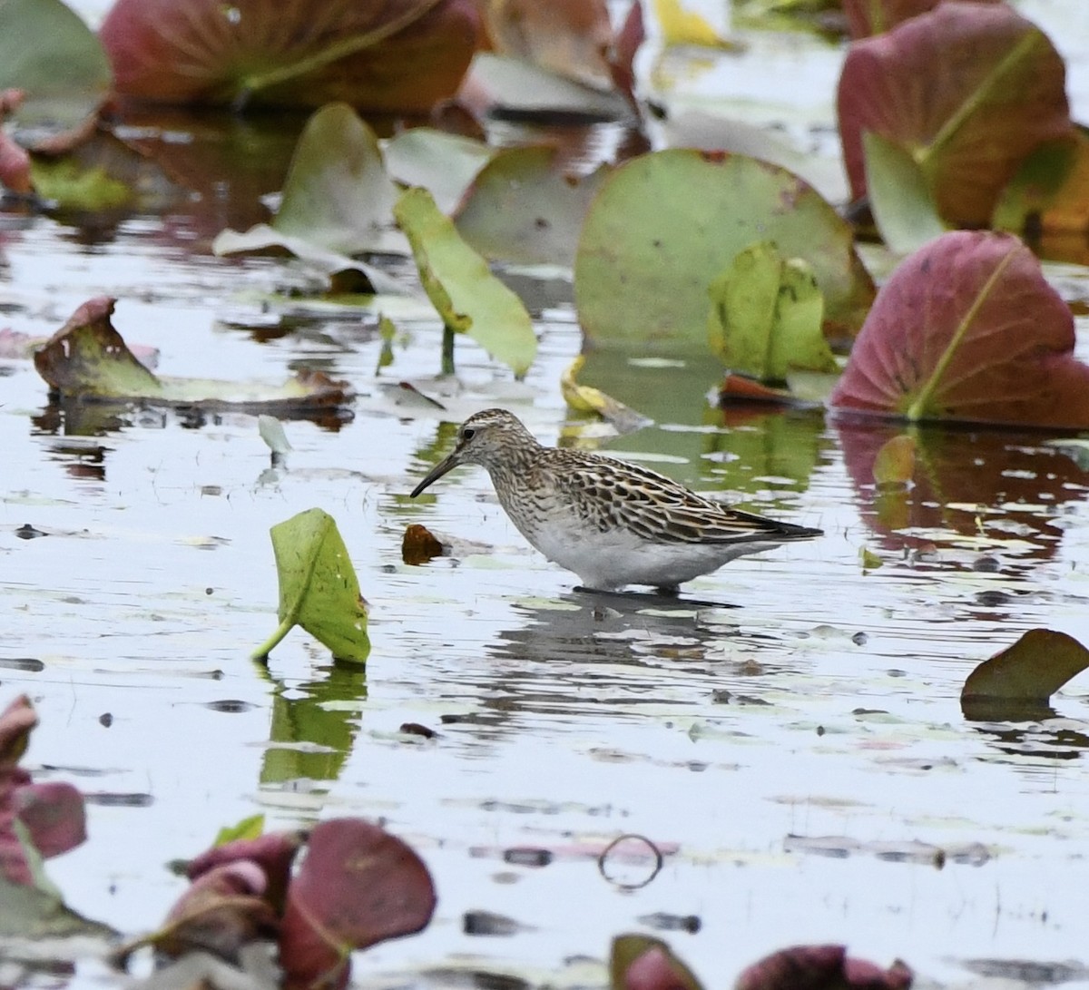 Pectoral Sandpiper - ML643495010