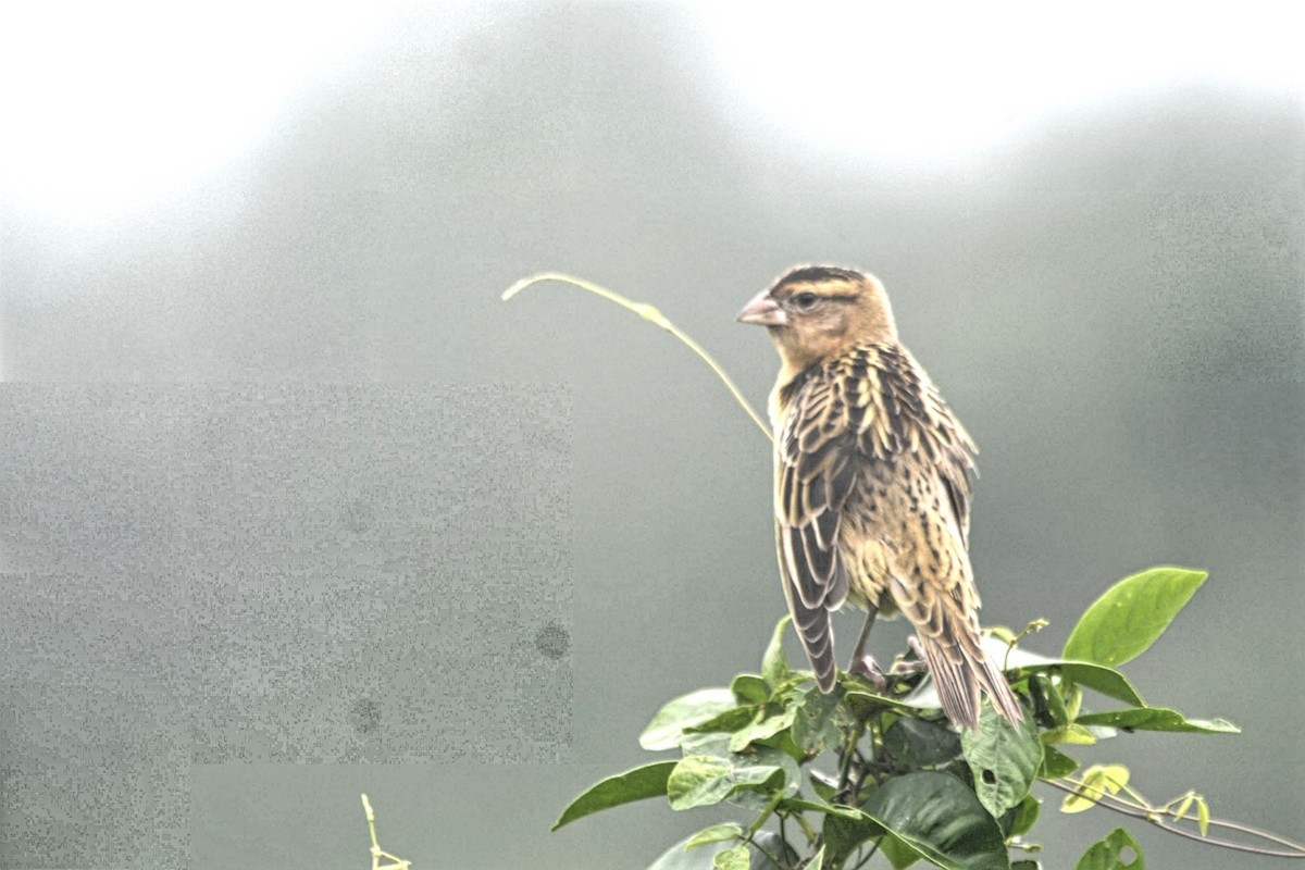 Гоглу - ML643495019