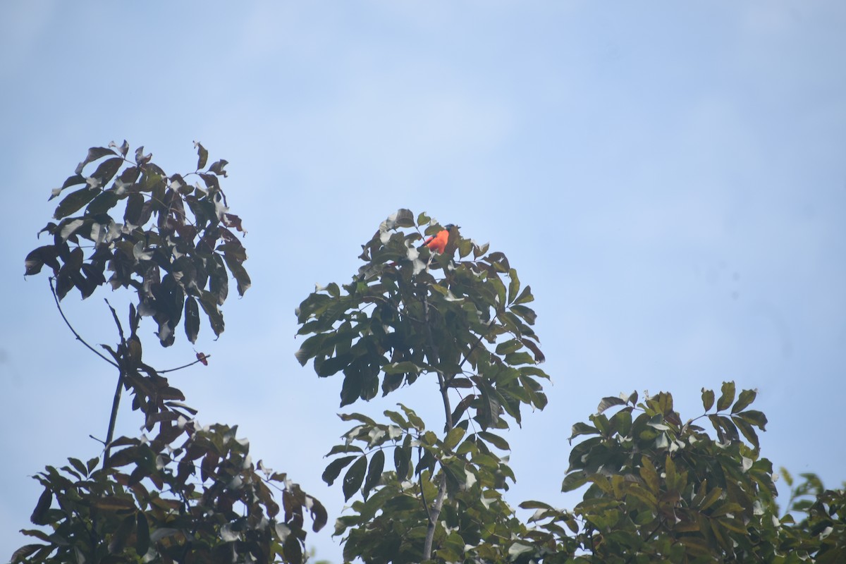 Minivet écarlate - ML643495020