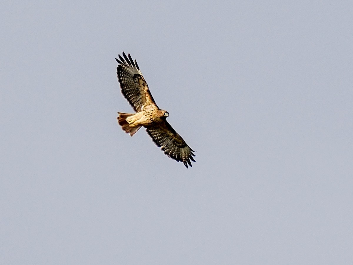 Red-tailed Hawk - ML643495028
