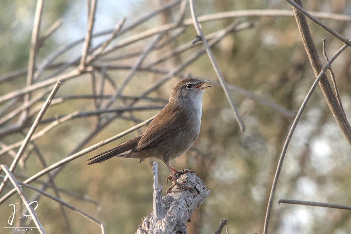Cetti's Warbler - ML643495040