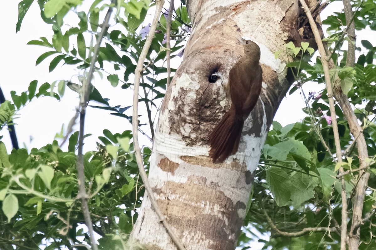 Cinnamon-throated Woodcreeper - ML643495044
