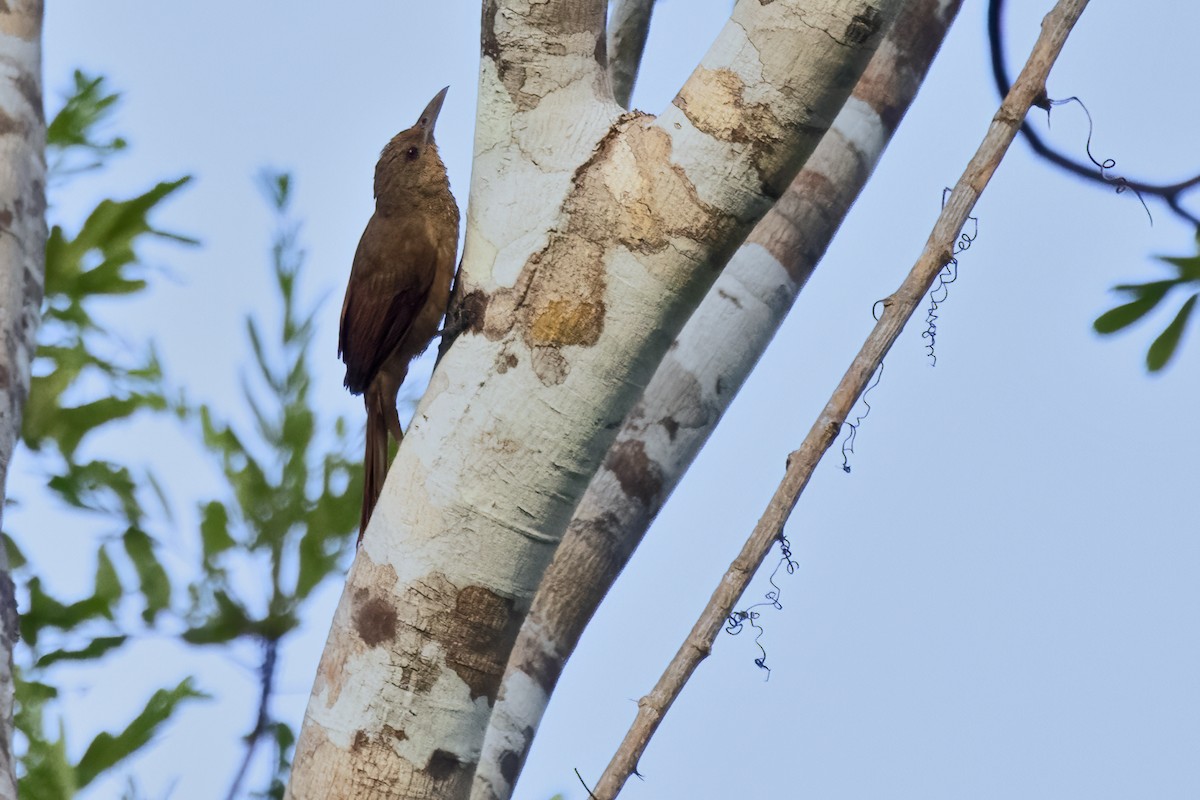 Cinnamon-throated Woodcreeper - ML643495045