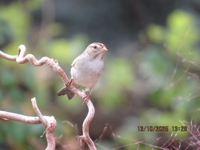 White-crowned Sparrow - ML643495052