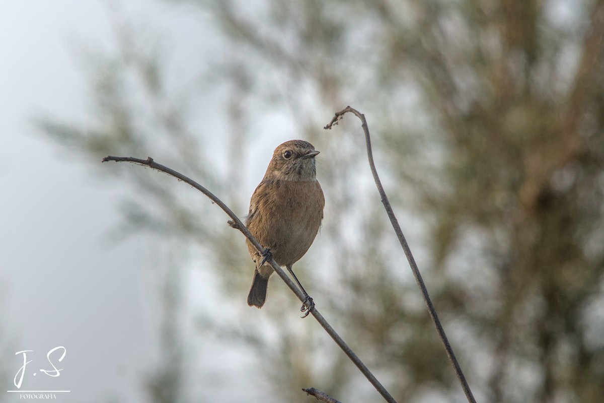 European Stonechat - ML643495054