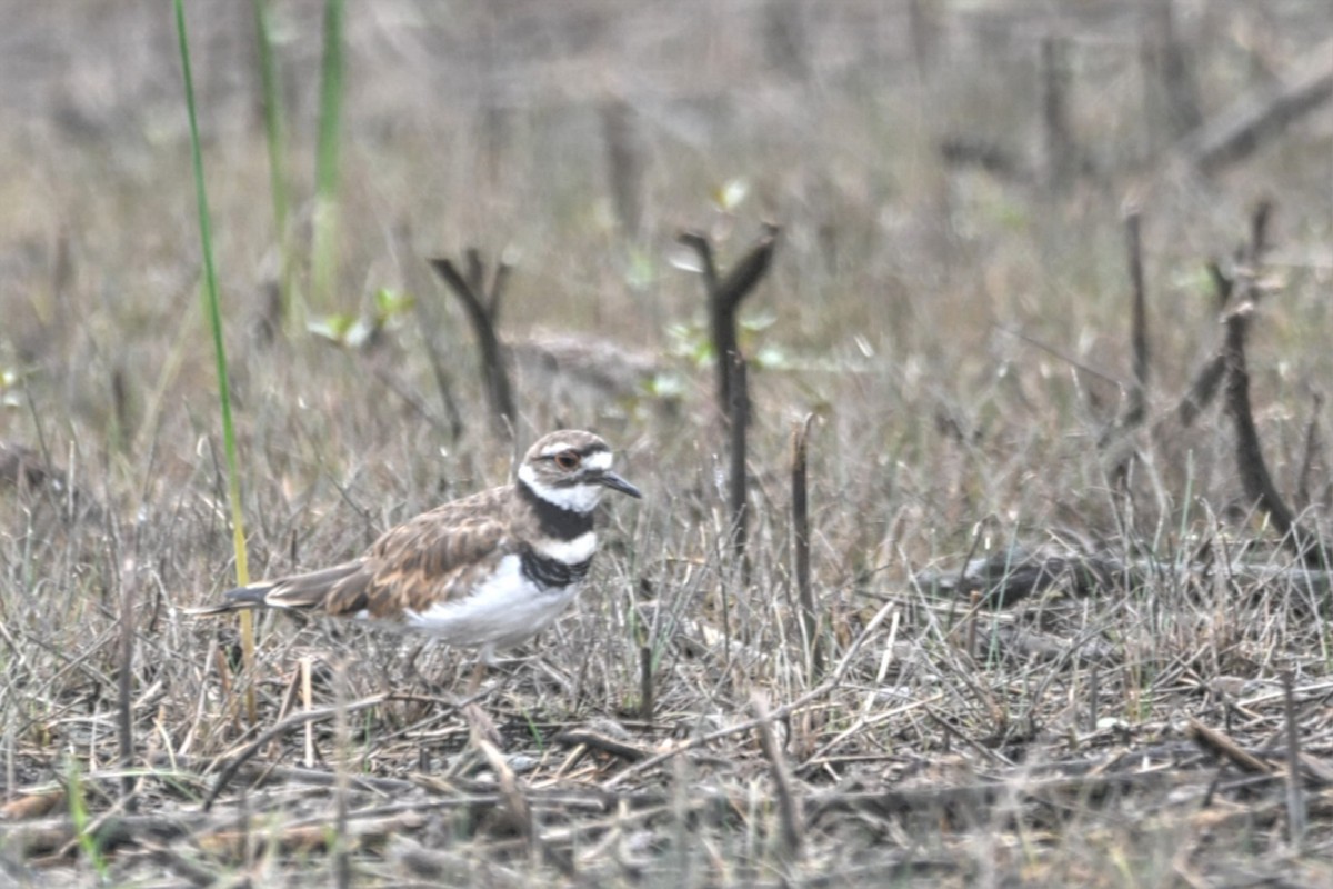 Пісочник крикливий - ML643495055