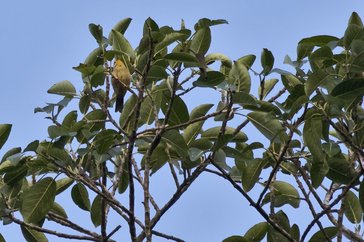 Orange-fronted Plushcrown - ML643495059