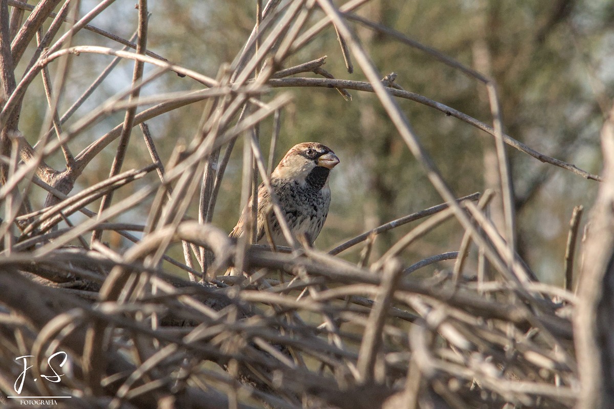 Spanish Sparrow - ML643495066