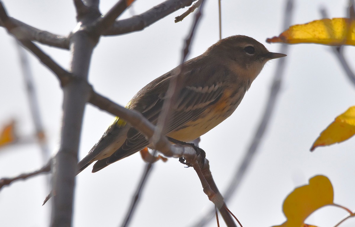 lesňáček žlutoskvrnný (ssp. coronata) - ML643495072