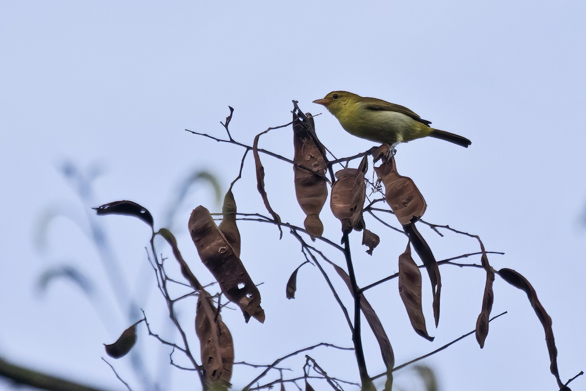Yellow-backed Tanager - ML643495079
