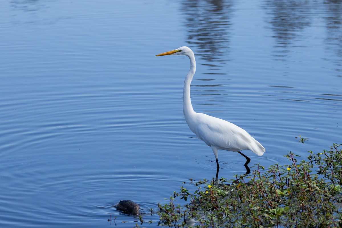 Great Egret - ML643495085