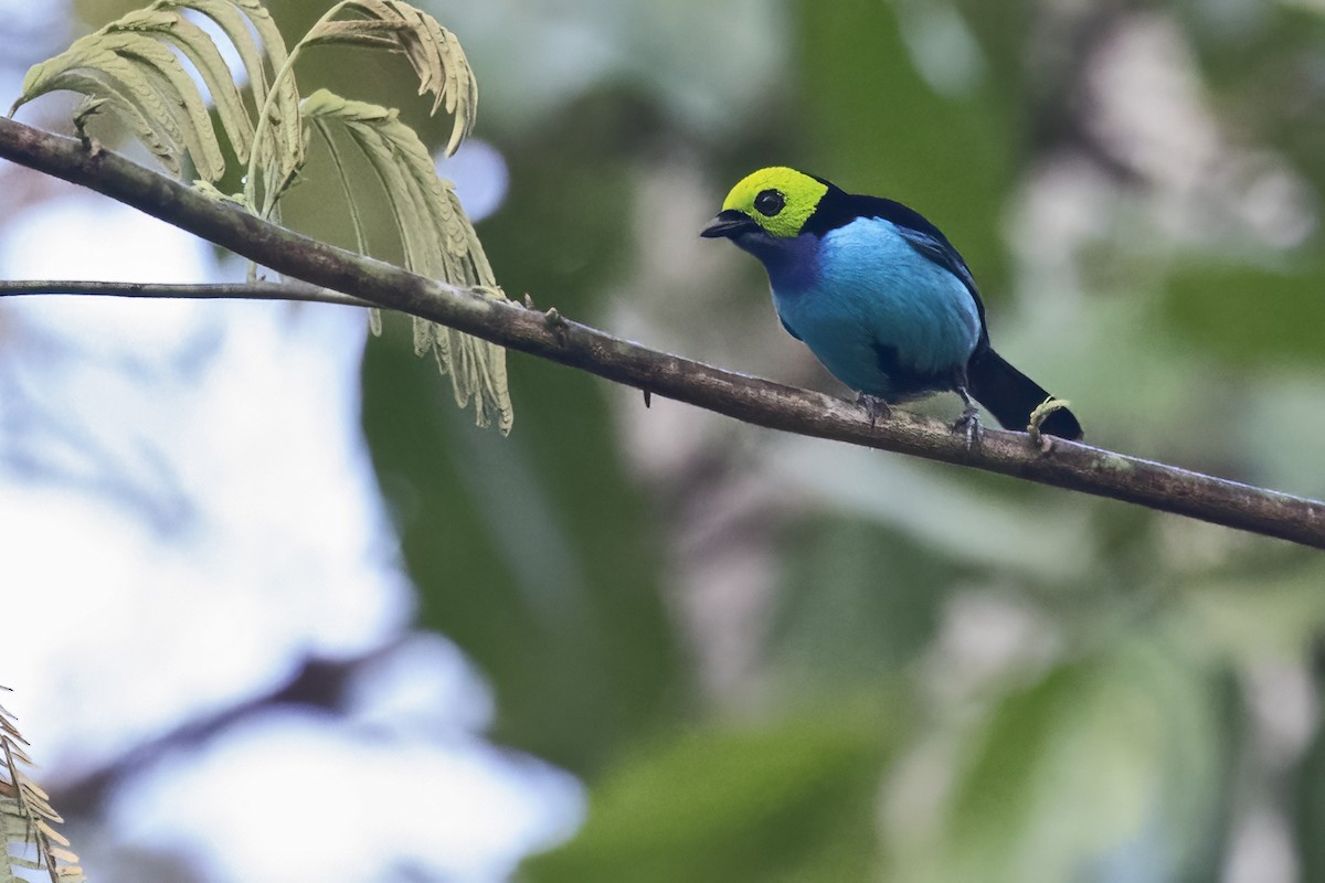 Paradise Tanager - ML643495090