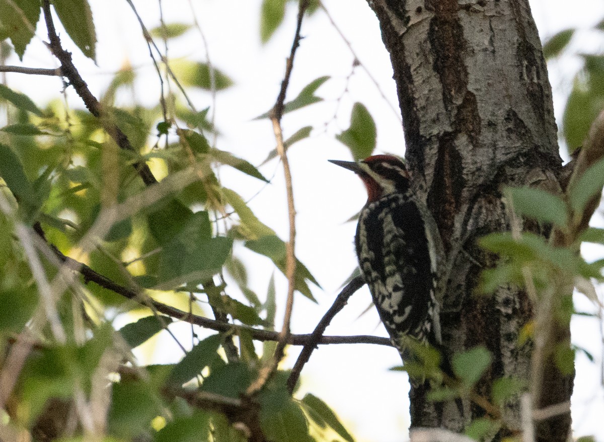 Red-naped Sapsucker - ML643495098