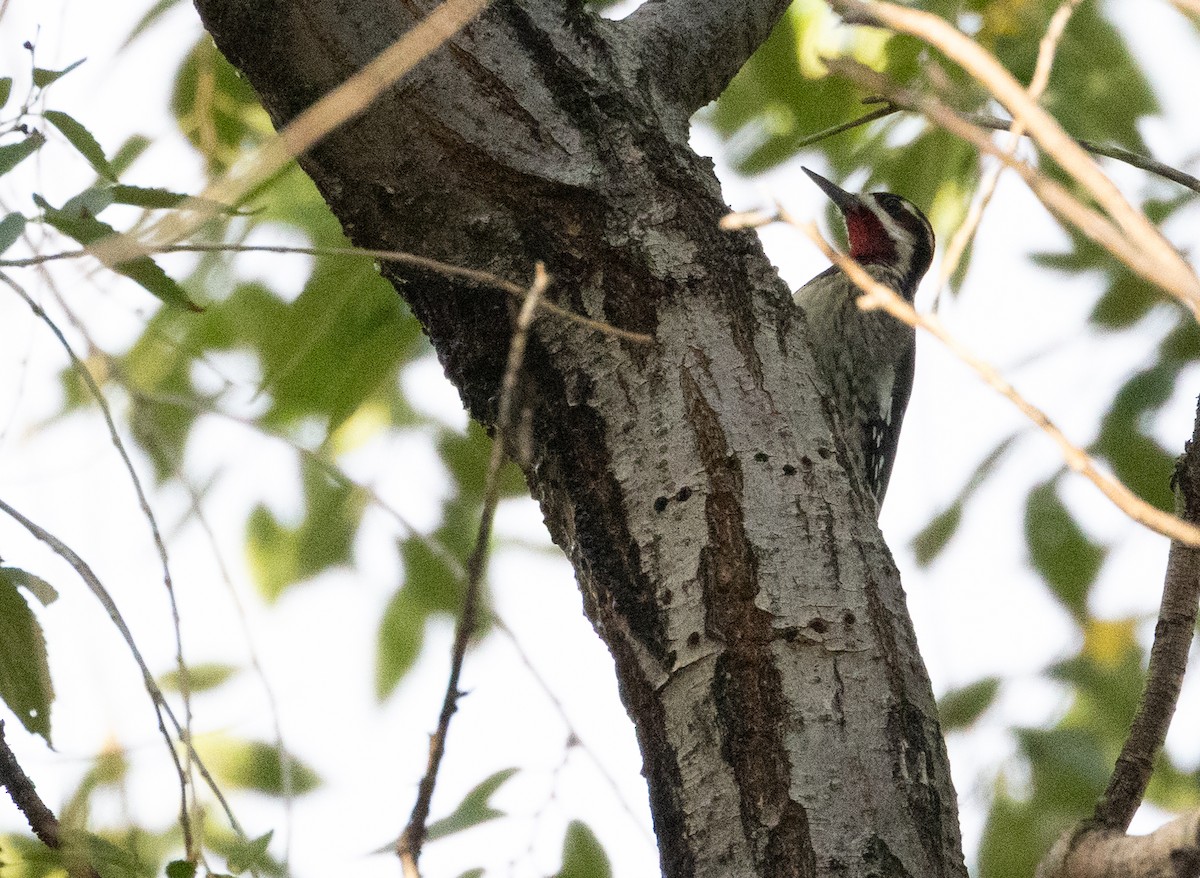 Red-naped Sapsucker - ML643495099