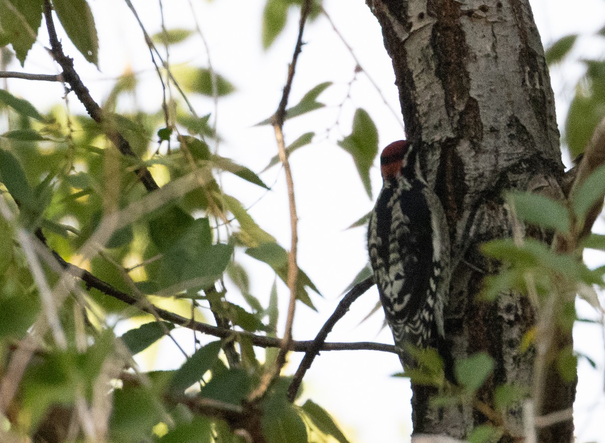 Red-naped Sapsucker - ML643495100