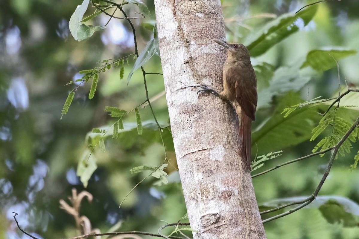 Cinnamon-throated Woodcreeper - ML643495104