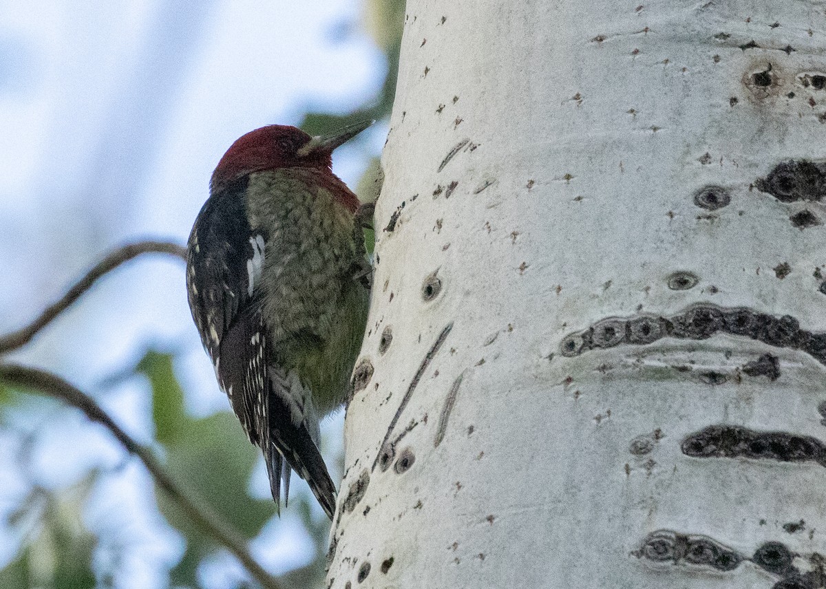Red-breasted Sapsucker - ML643495112