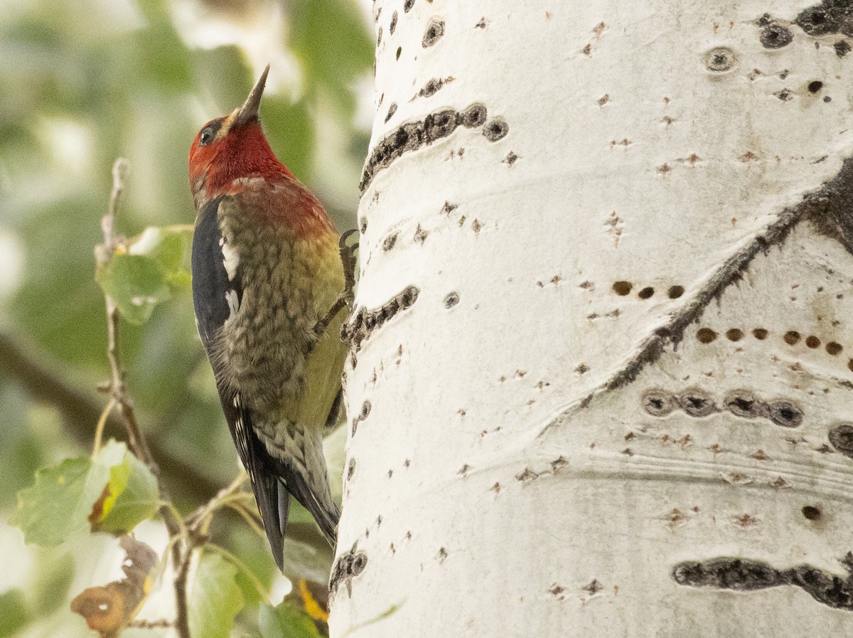 Red-breasted Sapsucker - ML643495113