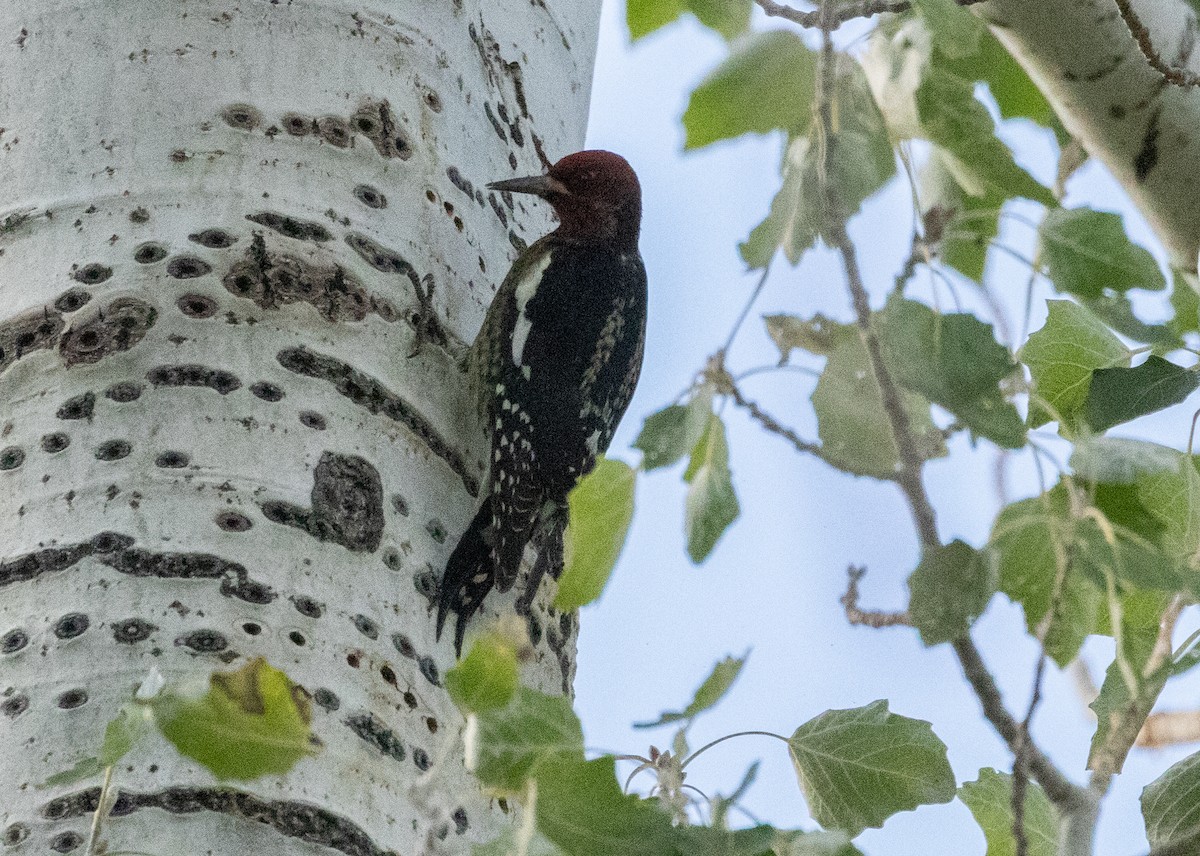 Red-breasted Sapsucker - ML643495115