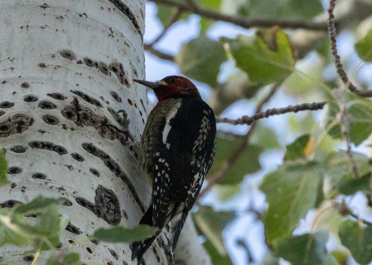 Red-breasted Sapsucker - ML643495119