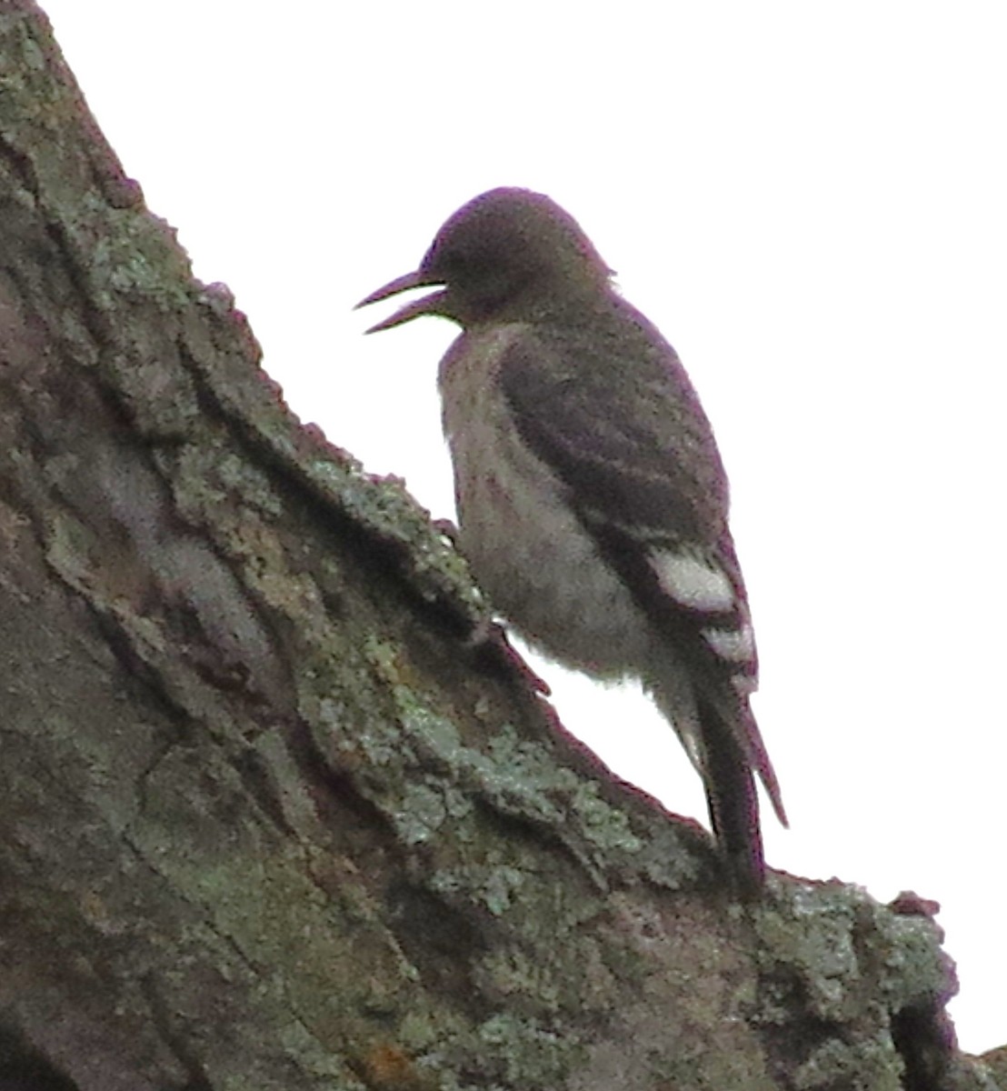 Red-headed Woodpecker - ML643495132