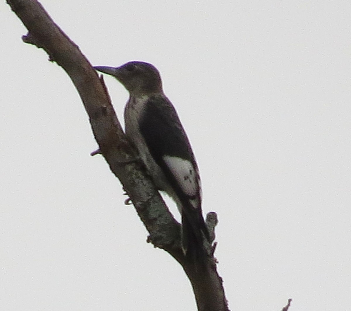 Red-headed Woodpecker - ML643495133