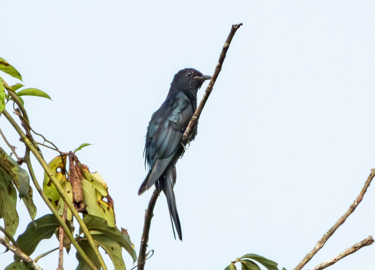 Square-tailed Drongo-Cuckoo - ML643495135
