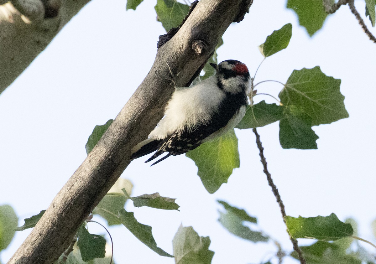 dunspett (leucurus/glacialis) - ML643495140