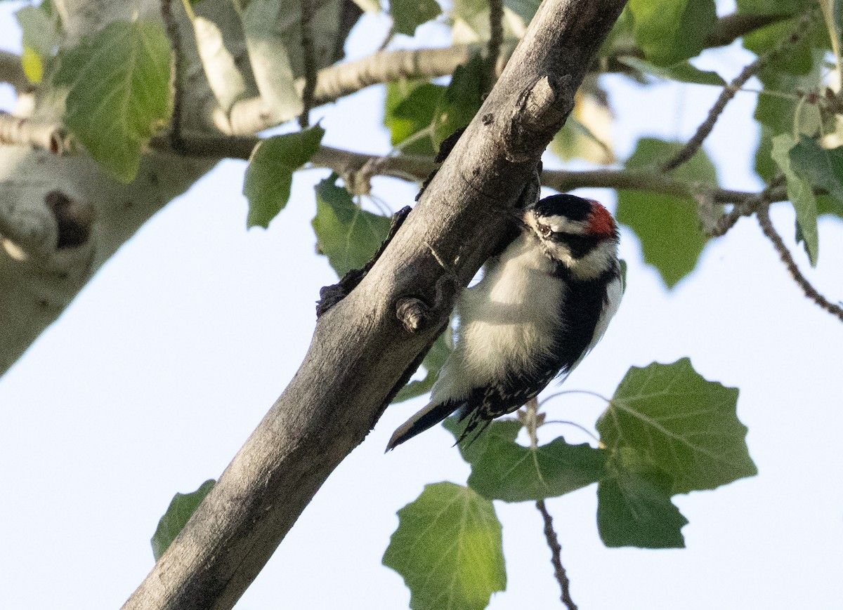 dunspett (leucurus/glacialis) - ML643495141