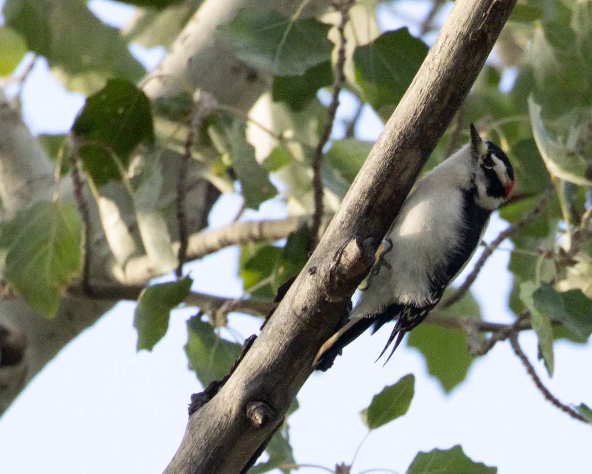 dunspett (leucurus/glacialis) - ML643495142
