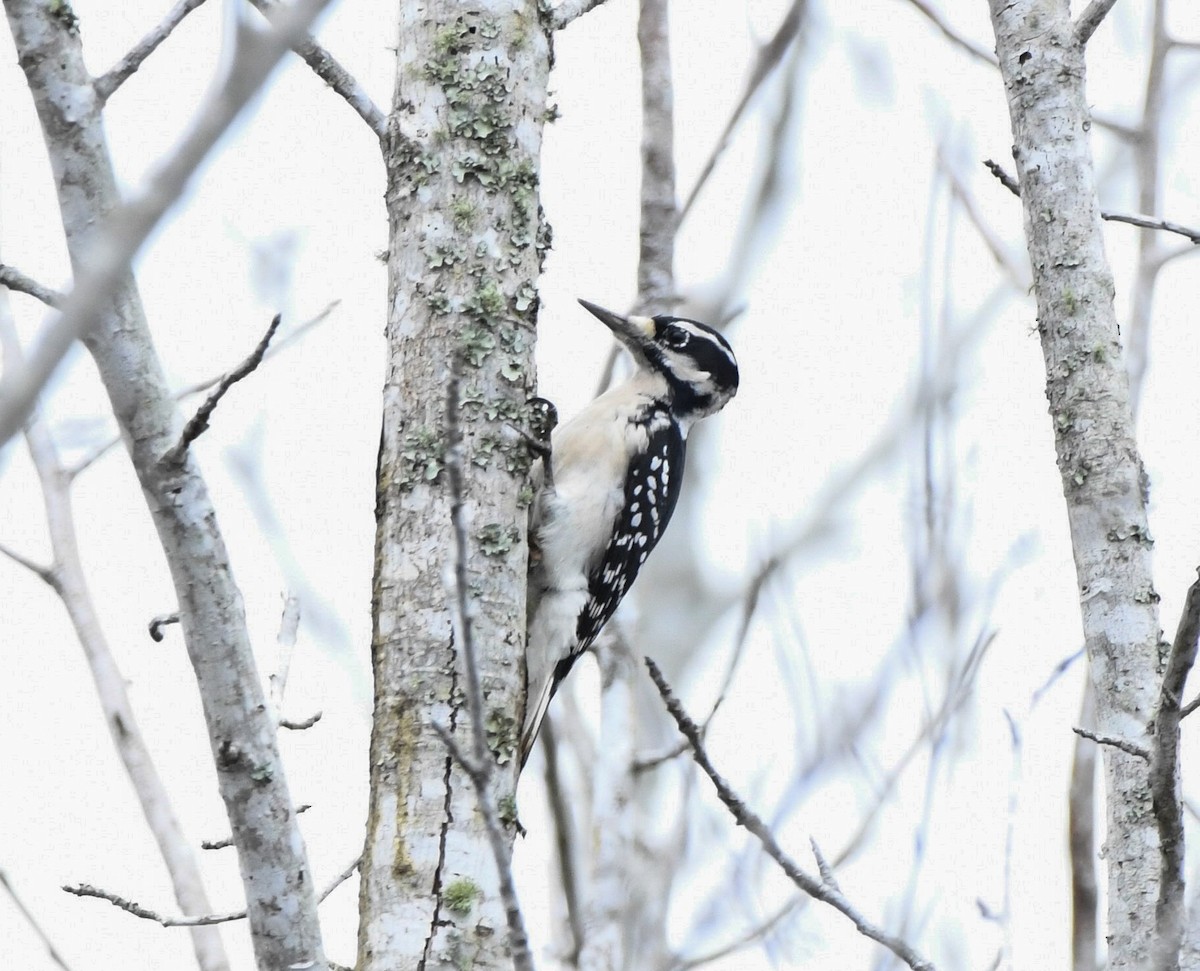 Hairy Woodpecker - ML643495143