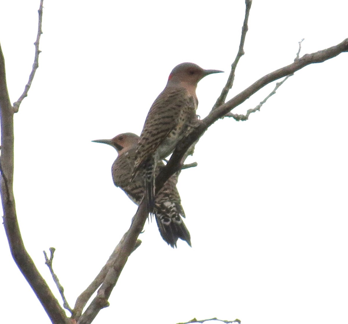 Northern Flicker - ML643495158