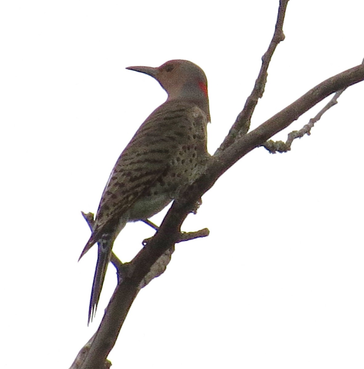 Northern Flicker - ML643495159