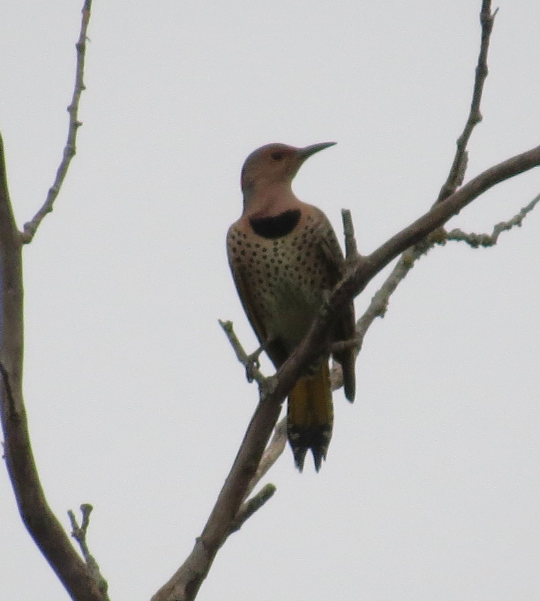 Northern Flicker - ML643495160