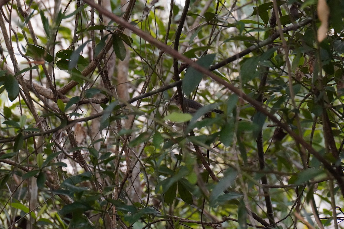 Gray-throated Chat - ML643495161