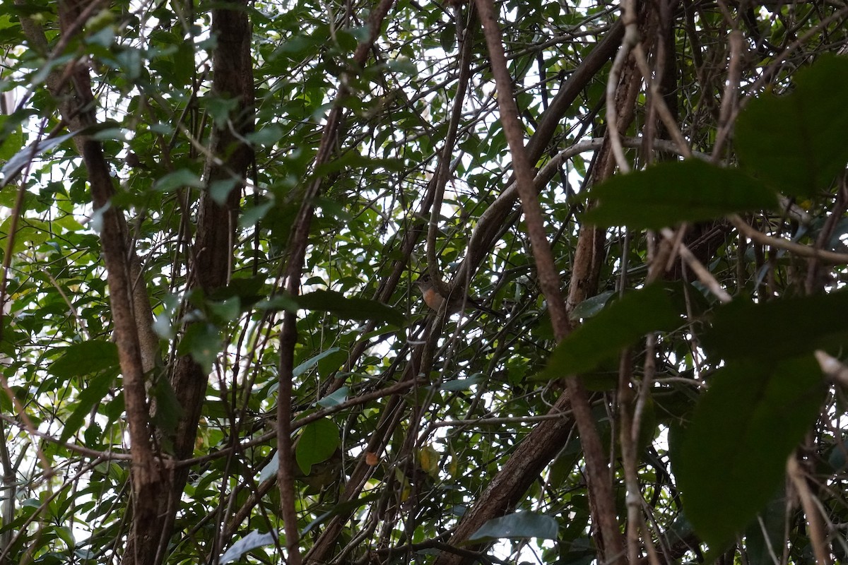 Gray-throated Chat - ML643495162