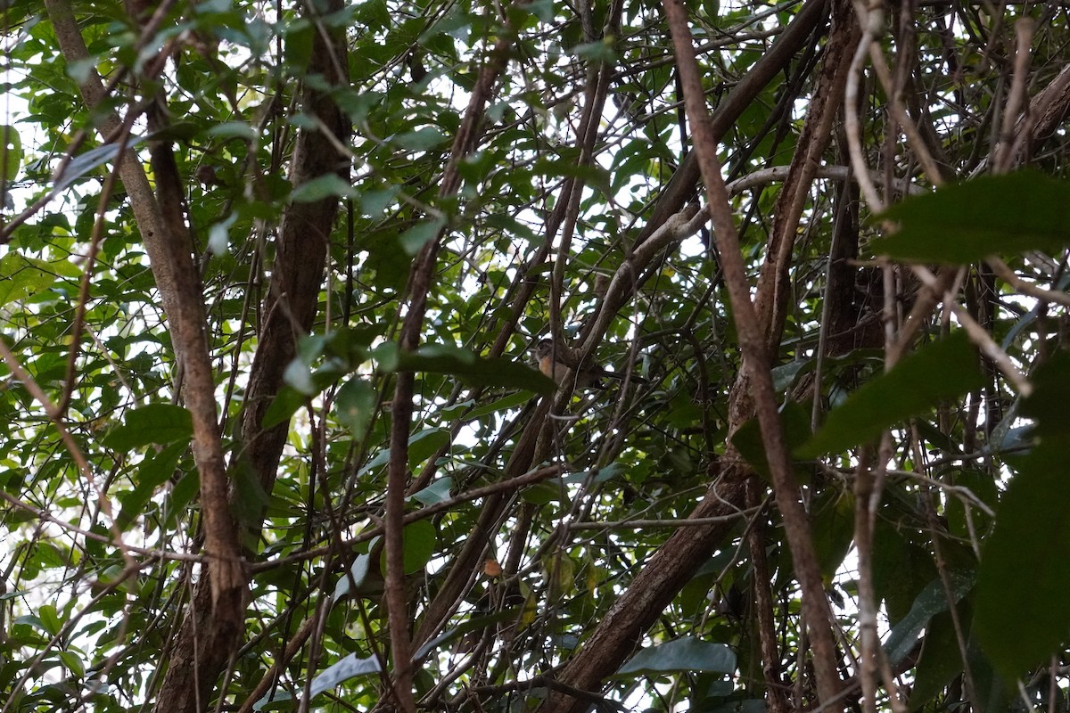 Gray-throated Chat - ML643495164