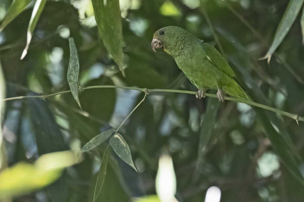 Cobalt-winged Parakeet - ML643495168