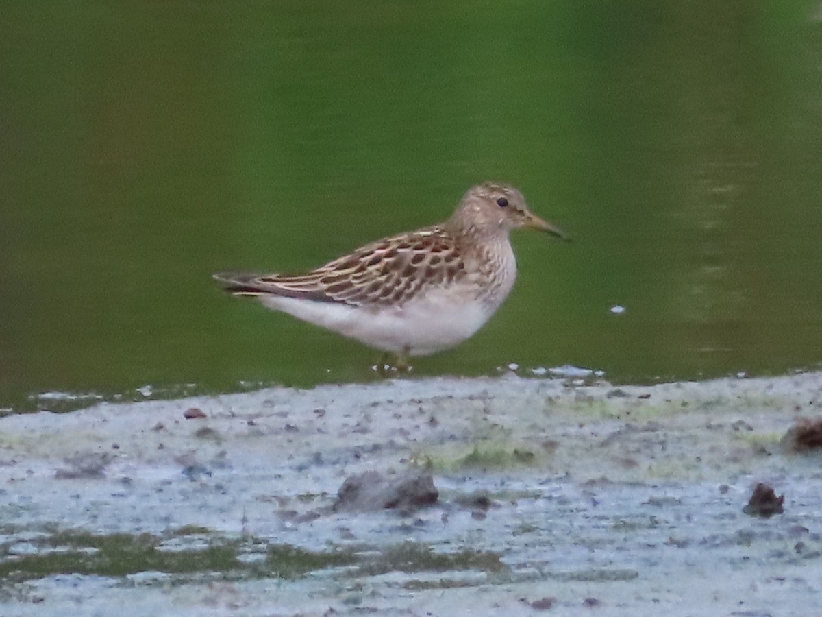 Pectoral Sandpiper - ML643495169