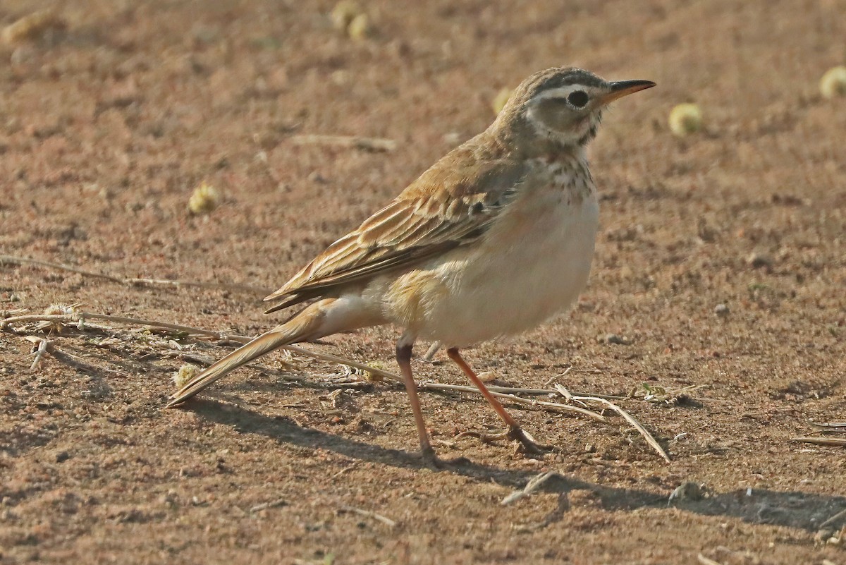Plain-backed Pipit - ML643495179