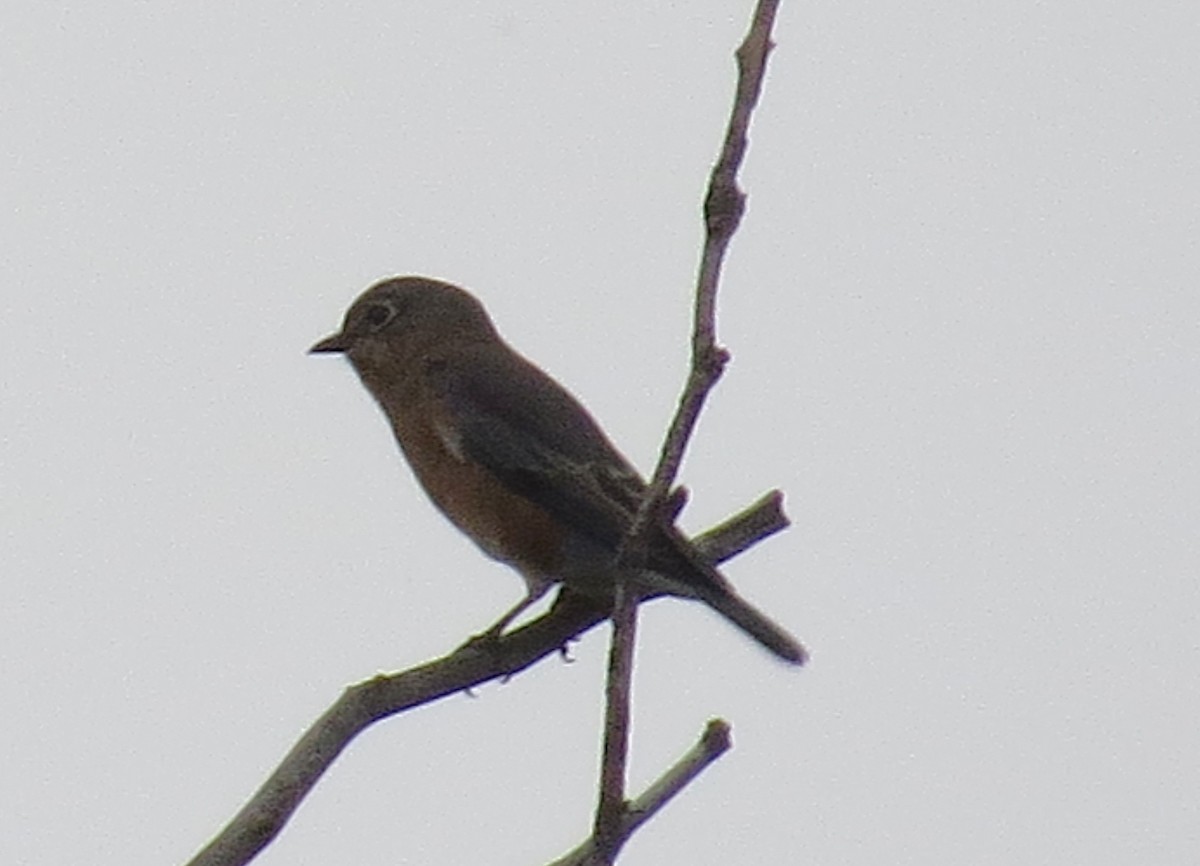 Eastern Bluebird - ML643495180