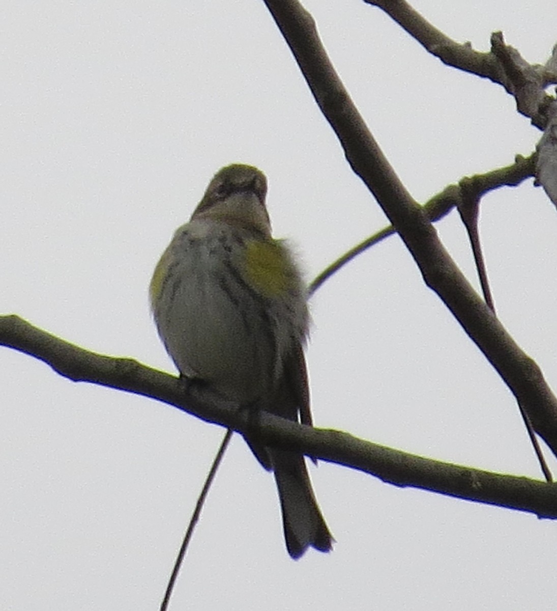 Yellow-rumped Warbler - ML643495185