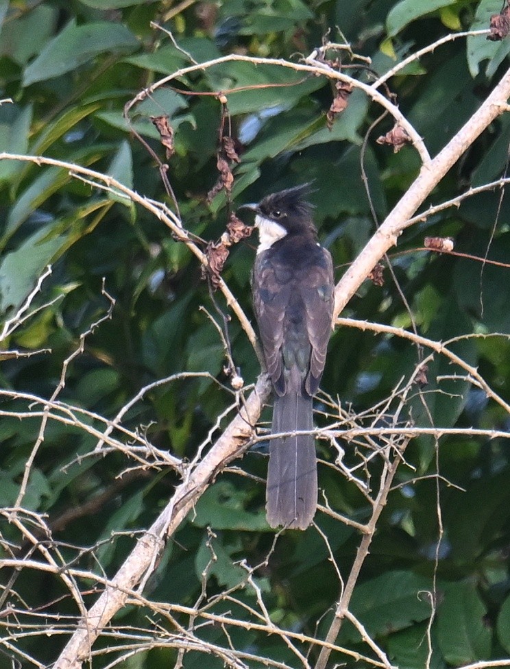 Pied Cuckoo - ML643495195