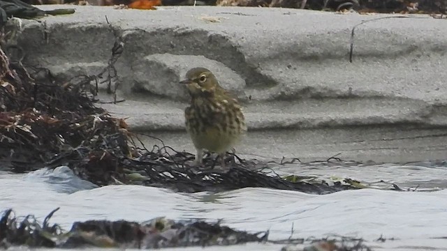 Pipit maritime - ML643495212