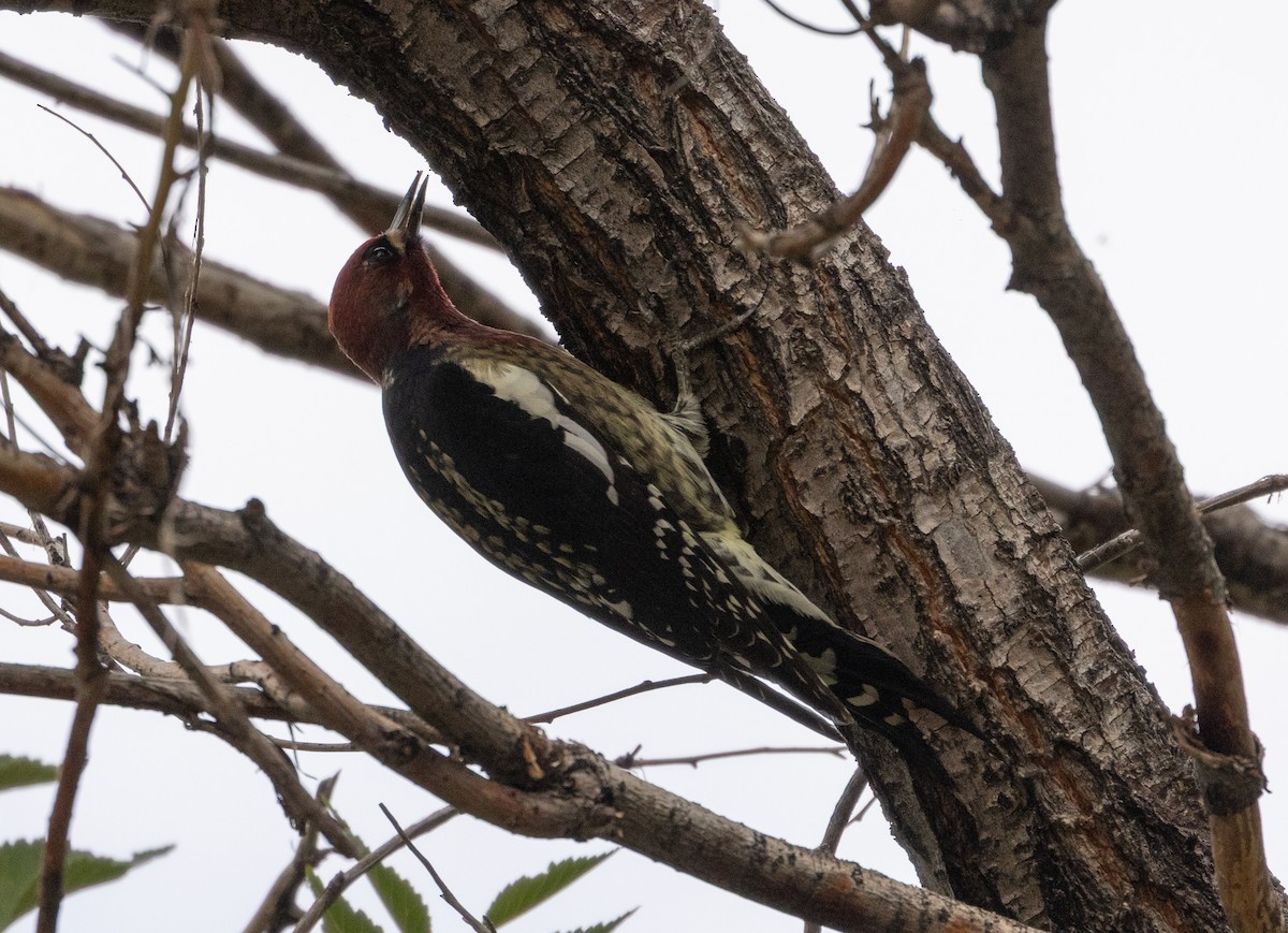 Red-breasted Sapsucker - ML643495222