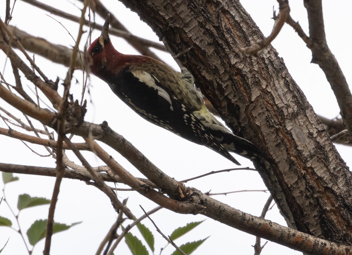 Red-breasted Sapsucker - ML643495223