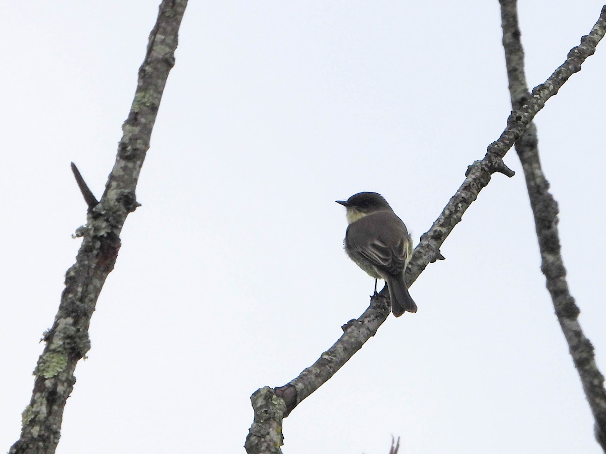 Eastern Phoebe - ML643495225